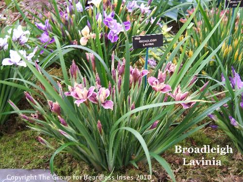 Broadleigh Lavinia